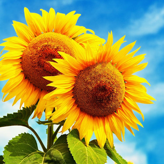 Sunny disposition