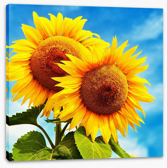 Sunny disposition