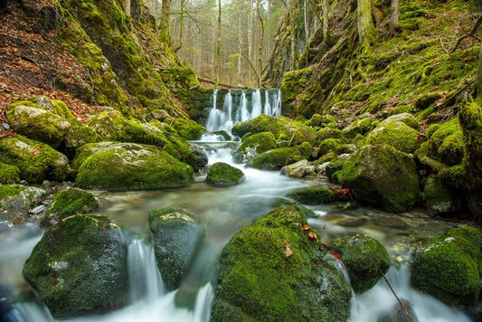 Over the moss