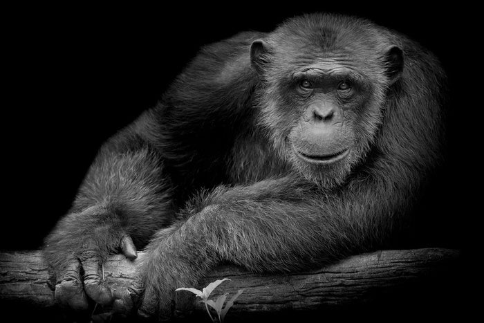 Chimpanzee smile