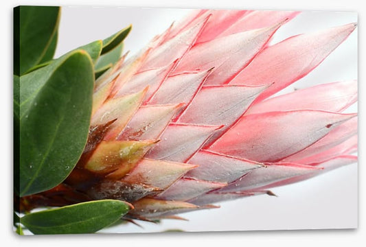 Up close and protea