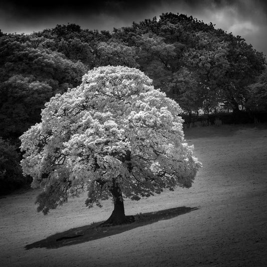Trees