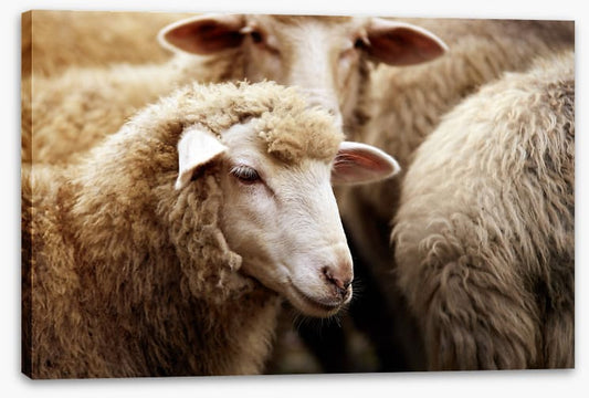 Watching ewe