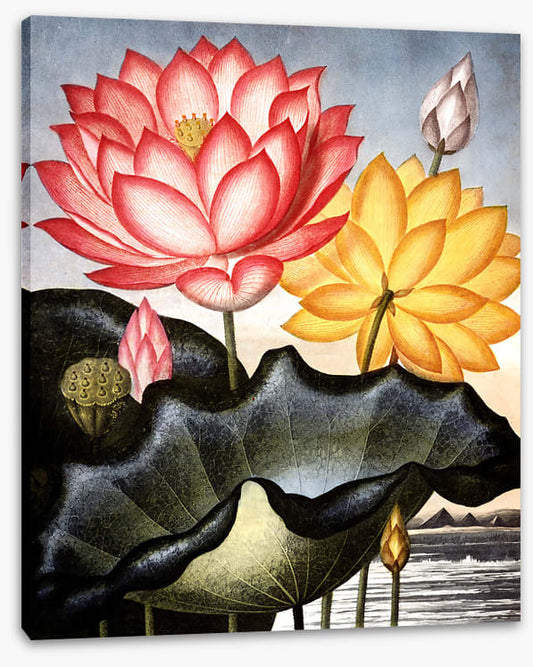 Lofty water lilies