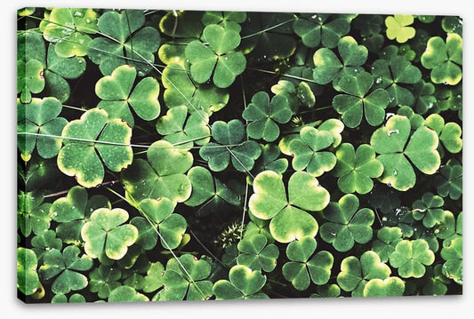 Shamrock shadows