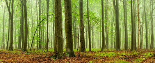 Forests