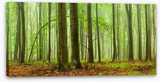 Forests