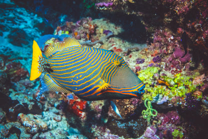 Fish / Aquatic