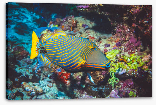 Fish / Aquatic