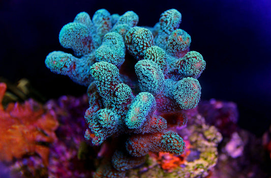 Turquoise coral cluster