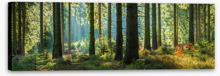 Forest light panorama