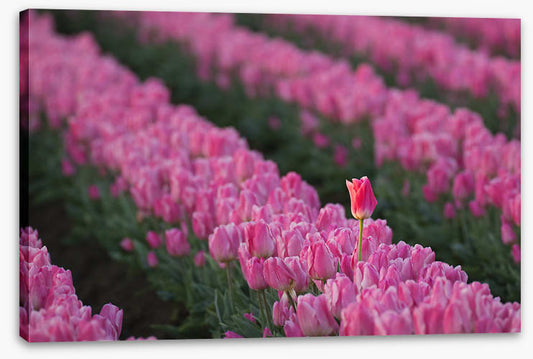 The tall tulip