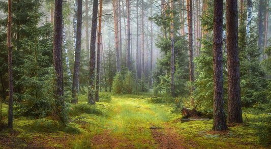Green forest glade
