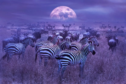 Moonlight dazzle