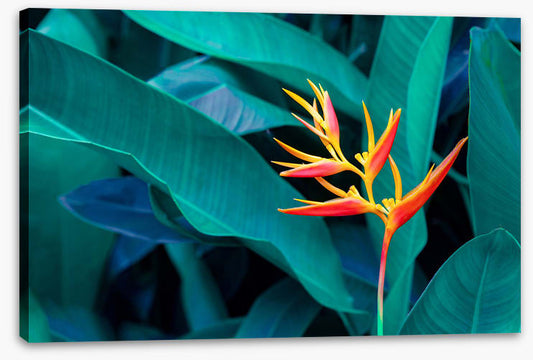 Leaves