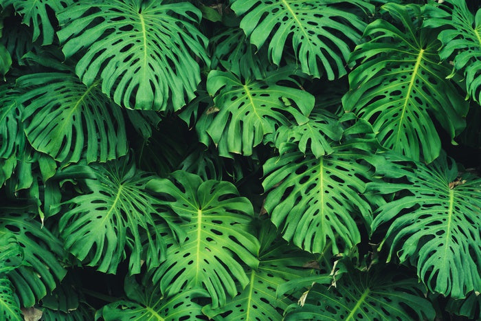 Leaves