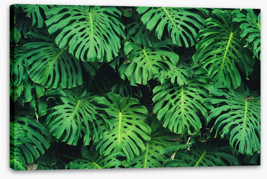 Leaves
