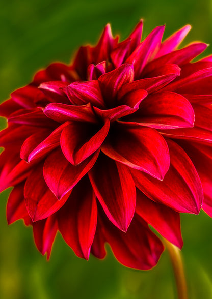 Red velvet