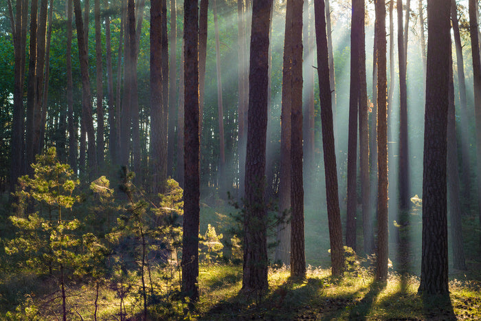 Forests