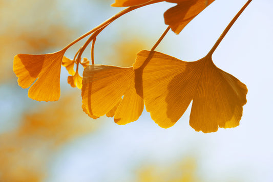 Leaves