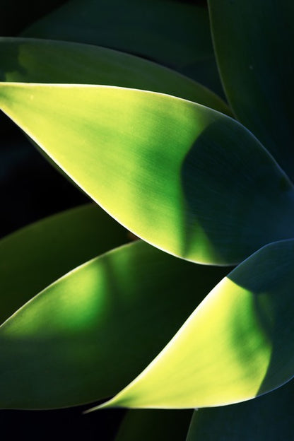 Abstract agave