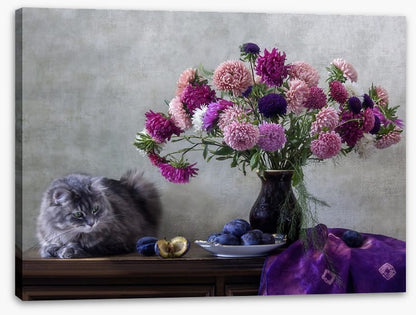 Grey kitten asters