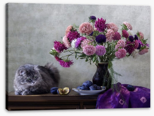 Grey kitten asters