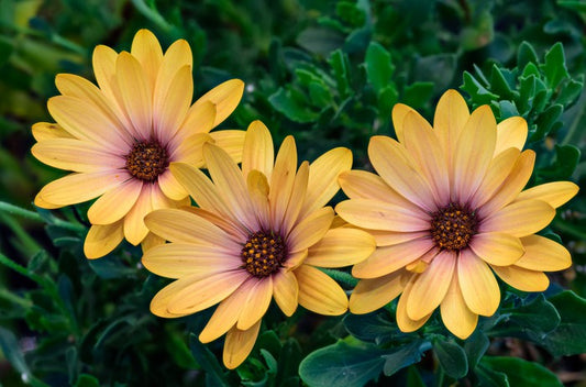 Marguerite blooms