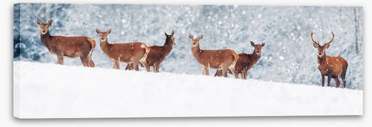 Winter deer panorama