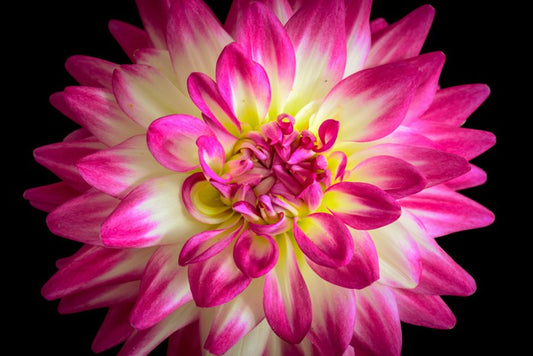 Divine dahlia