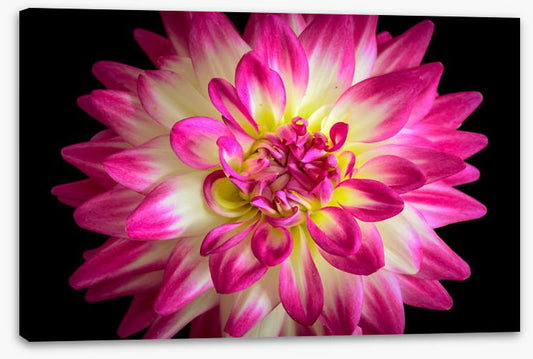 Divine dahlia