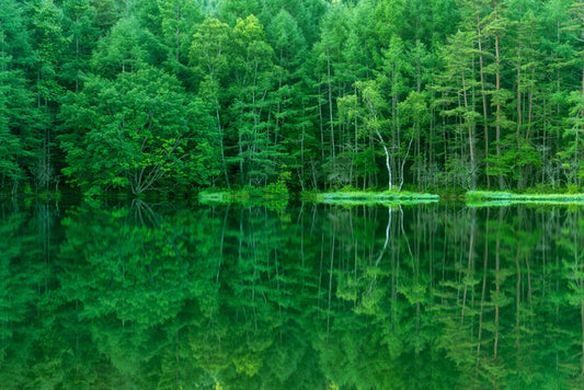 Green forest lake