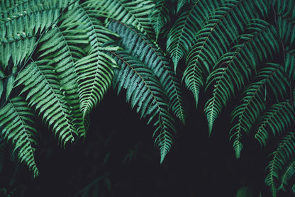 Nature's veil
