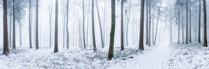 Snowy forest panorama