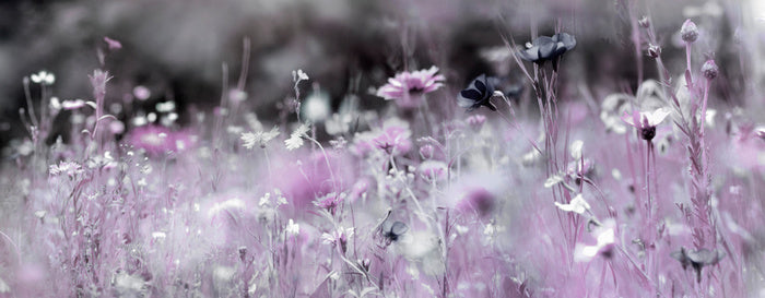 Purple haze