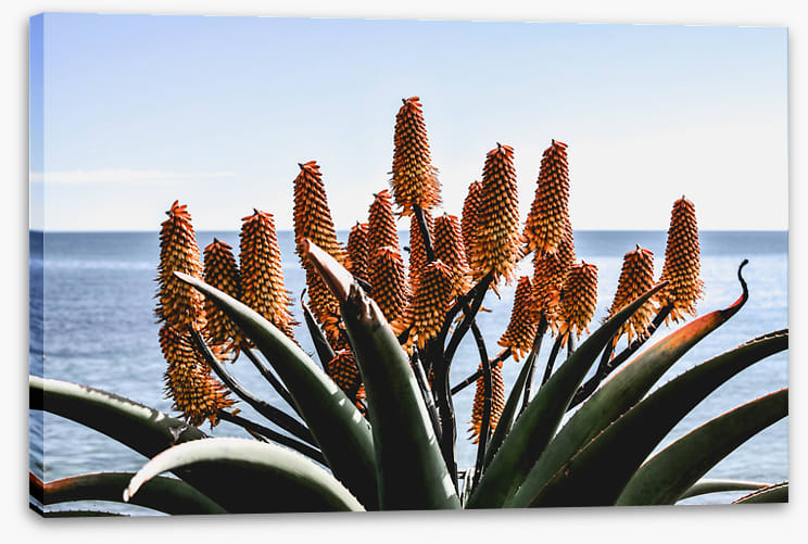 Leaves