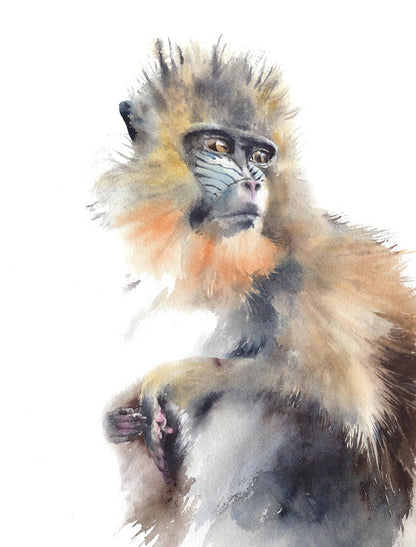 Animals