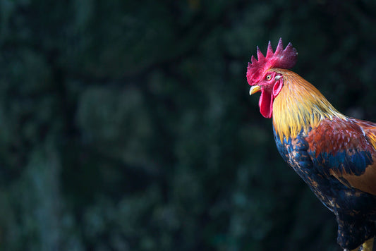 Birds