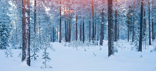 Forests