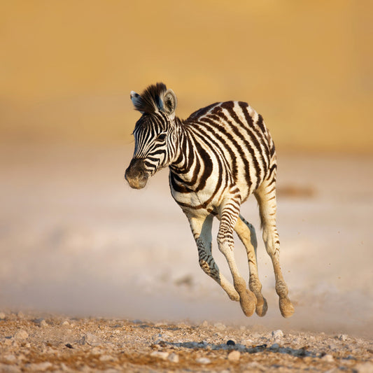 Zebra colt bolt