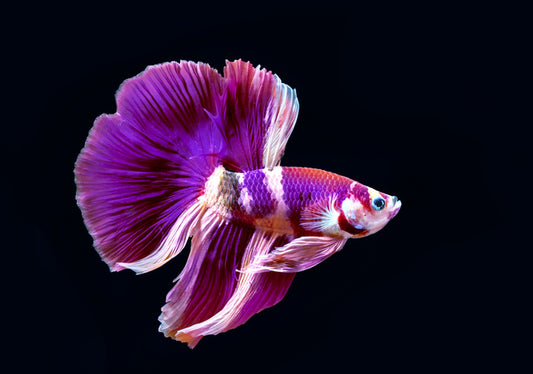 Fish / Aquatic