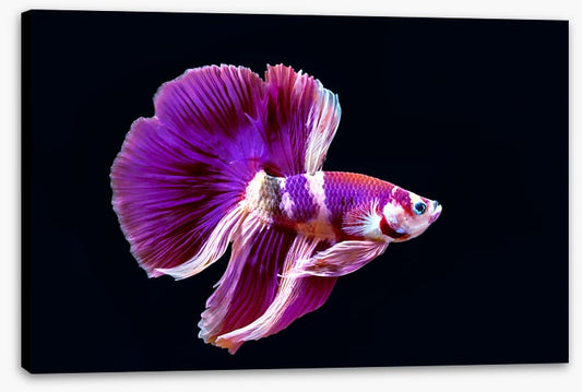 Fish / Aquatic