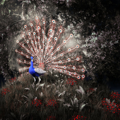 Peacock of the night