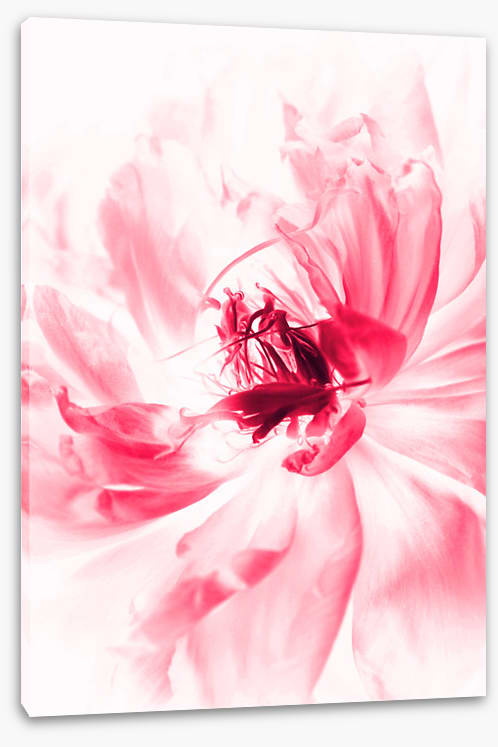 Bloom boom