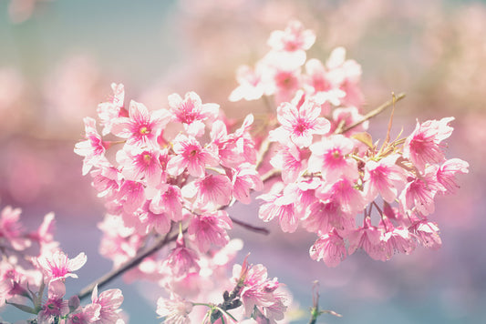 Sakura sunlight