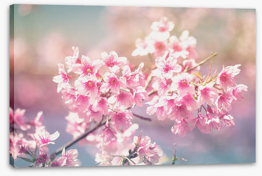 Sakura sunlight