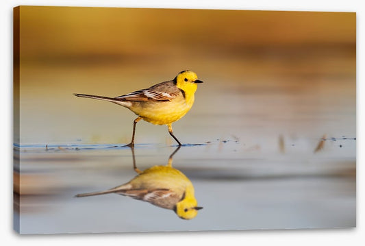 Little yellow wagtail