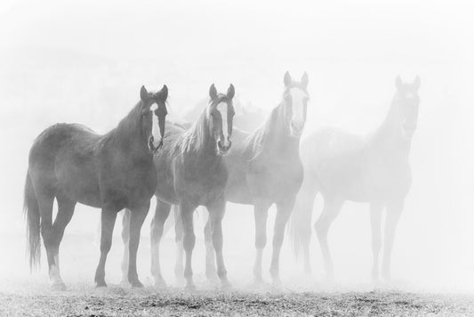 Mustang mares
