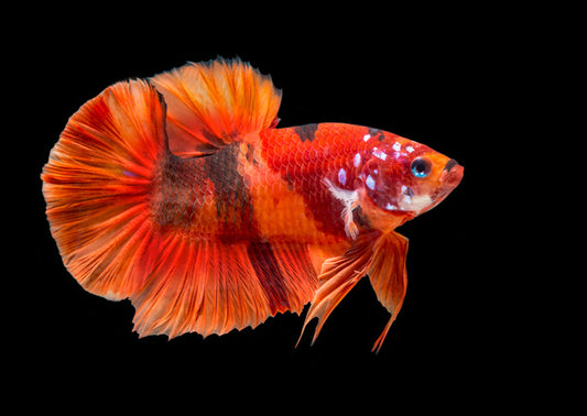 Fish / Aquatic