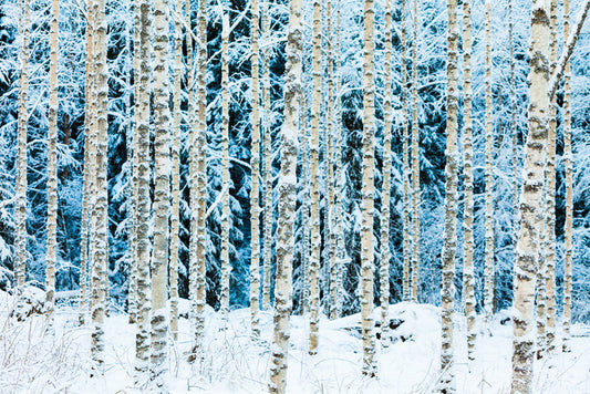Forests
